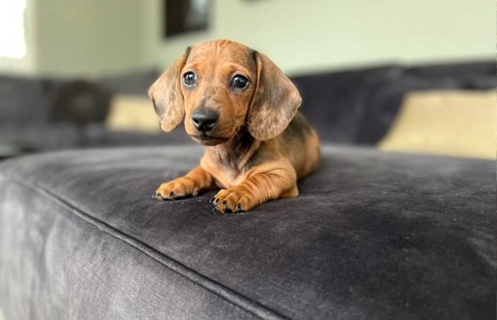 huisdierbestendige-bank-rikki